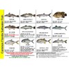 Florida Saltwater Fish Identification Card Set - 3 Doublesided Waterproof