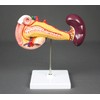 VAD423-N Pancreas, Duodenum, & Spleen Model
