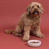 Mason Cash: Heart Paw Pet Bowl - 5.9", 16.9oz -