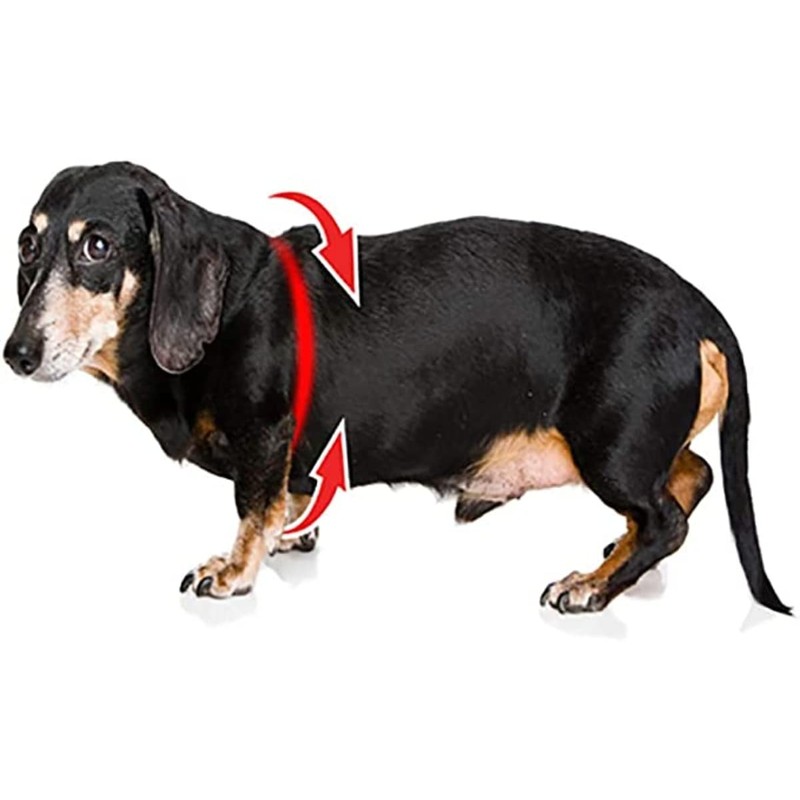 BUDDY BELT Gold Nugget - Elite Edition (6)