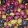 sunshine master Potato Lover's Purple / Gold Potato Tubers/Bulbs |