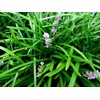 50 Monkey Grass Plants, Liriope, Bare Root Plants, Evergreen Border
