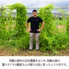 Mukuna Beans (Produced in Wakayama Prefecture) Powder, 10.6 oz (300