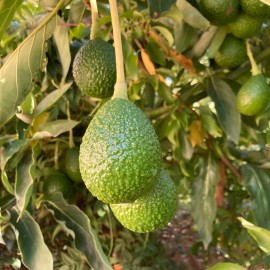 Tyler Farms 12 Lamb Hass Avocado Seeds | USA Grown | Non GMO, naturally grown