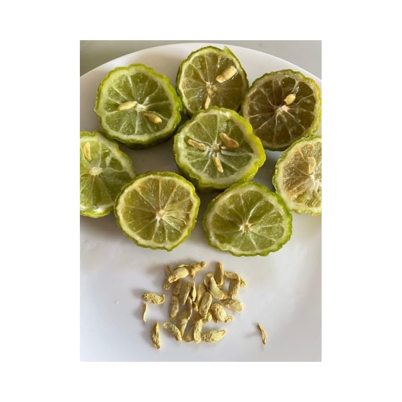 Kaffir Lime Tree Organic 5 Seeds Fresh