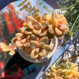 FWPP,Succulents Plants Live Graptoveria Paraguayense Bernalense Variegated, 2-3 Heads 4", Bare Root Without Pot Soil, Garden Indoor Office Desk, Wedding Baby Shower Decoration, Friend Lovers Gifts