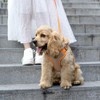 Dog Harness, Adjustable Mesh Vest, 8 Colors, Lightweight and Comfortable