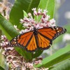 Everwilde Farms - 200 Common Milkweed Native Wildflower Seeds -