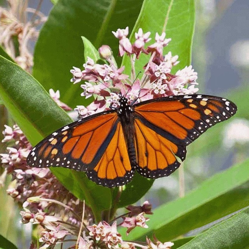 Everwilde Farms - 200 Common Milkweed Native Wildflower Seeds -