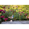 WILDLIFEGARDEN Wildlife Garden WG433 DecoBird Bluethroat - Hand Carved Decorative