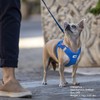 Vest Harness Air Mesh, Sky Blue, 3XS