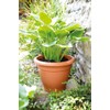 Stewart 2002034 33 cm Essentials Planter - Terracotta