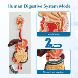 JNMFTD Human Digestive System Anatomy Model,Life Size 2 part Removable Stomach Nasal cavity Pharynx Liver Stomach Rectum Intestine with Product Manual Card Labeled Numbered for Medical Education Study