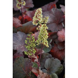 Perennial Farm Marketplace Heuchera x 'Blondie' (Coral Bells) Perennial, Size-#1 Container, Bronze-Red Leaves with Creamy Yellow Flowers