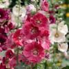 Eden Brothers Hollyhock Seeds - Indian Spring Mix