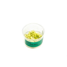 Ultum Nature Systems Anubias Nana Snow White Tissue Culture Live Plant for Aquarium, Freshwater Fish Tank, Aquascaping - 100% Snail Free in Vitro (Small Cup)