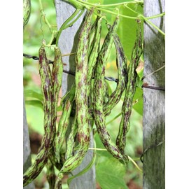 TomorrowSeeds - Rattlesnake Bean (Pole) Seeds - 90+ Count - for 2025 Planting Heat Tolerant Hot Weather Green Bean Heirloom Runner Beans Vining Purple Dragon Vegetable Fresh Grow Your Own Home Farm