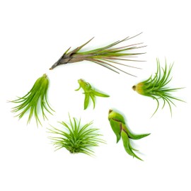12 Air Plant Variety Pack - Small Tillandsia Terrarium Kit - Assorted Species of Live Tillandsia Tropical House Plants for Sale, 2 to 5 Inches Each - Air Plants for Indoor Home Decor