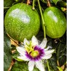 Passion Fruit Seeds for Planting-50 Seeds