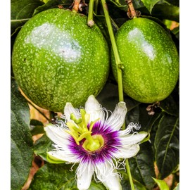 Passion Fruit Seeds for Planting-50 Seeds
