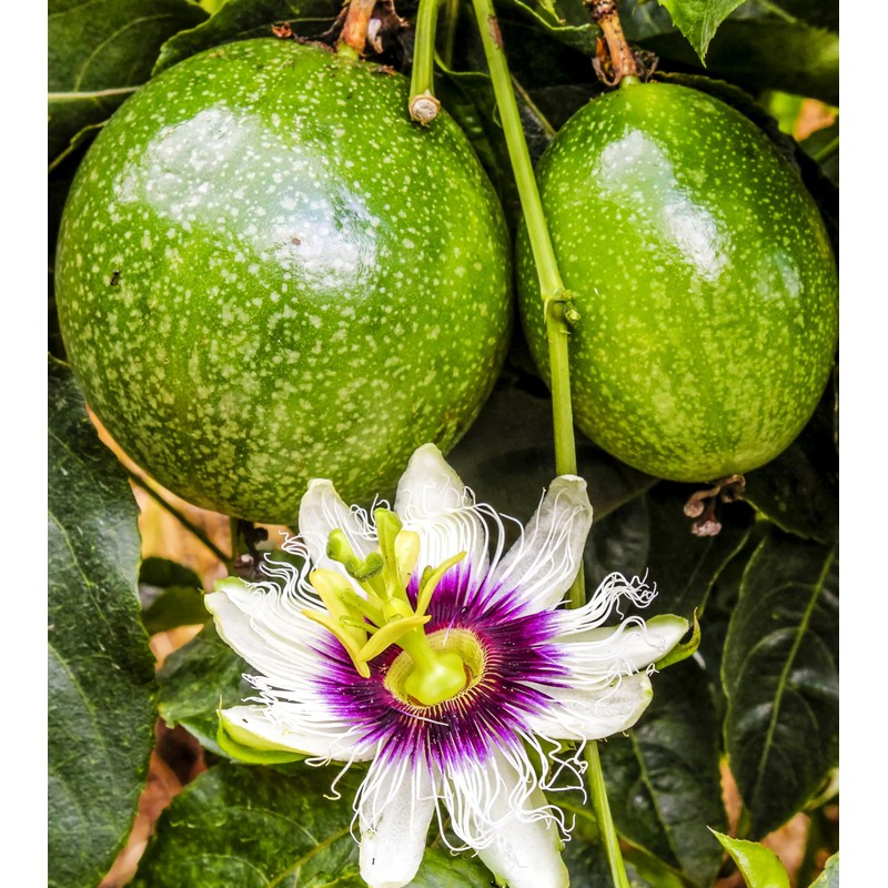 Passion Fruit Seeds for Planting-50 Seeds
