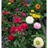 Garden Plant Seed Flower Seed 100+ Mixed Color Flowers Ranunculus