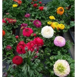 Garden Plant Seed Flower Seed 100+ Mixed Color Flowers Ranunculus Seeds Asiaticus Persian Buttercup Ranunculus Flowers Seeds Light Fragrant