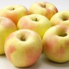 Santiam Nursery Japanese Gunma Honey Apple Tree, Bare root,