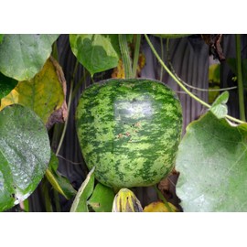 TomorrowSeeds - Apple Gourd Seeds - 60+ Count Packet - for 2024 Large Ornamental Gourds Green White Big Speckled Swan USA Garden Fall Tinda Pumpkin