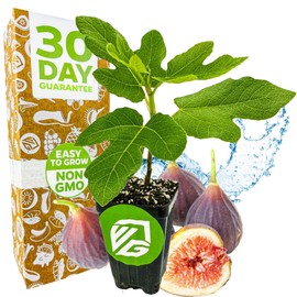 Chicago Hardy Fig Tree - Ficus carica by Wellspring Gardens - Hardy & Fruitful - Ideal for Gardens - Purple-Skinned Figs - Backyard Orchard - Edible Landscape Plant - Beginner Friendly Fruit Tree