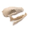 VOANZO Resin Fox Skull Model Replica, Dinosaur Tooth Skull Fossil,