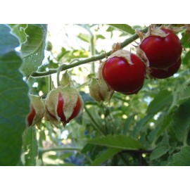 J&L Gardens Litchi Tomato (Morelle de Balbais) - Solanum sisymbriifoliu