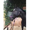 Knot Halter with Rope for Horses - Padded Nose and