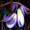 10 Seeds Chocolate Vine 3-Leaf Akebia trifoliata | Hardy Fruit