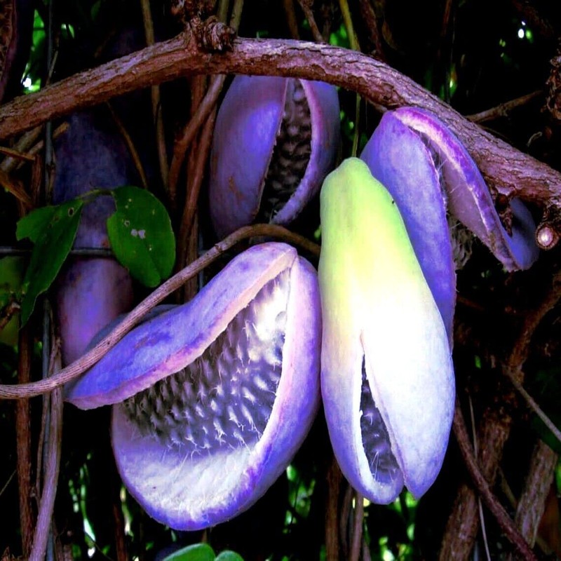 10 Seeds Chocolate Vine 3-Leaf Akebia trifoliata | Hardy Fruit