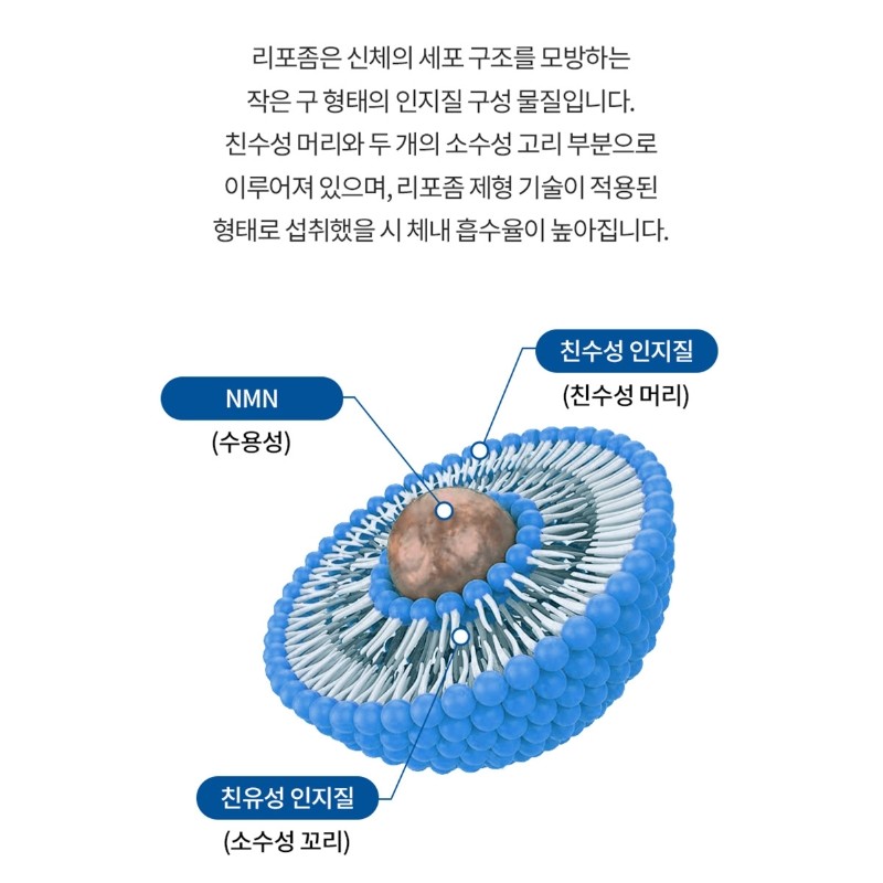 Liposomal NMN efficacy NMN nicotinamide 6 months / 리포좀 NMN