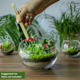 Cute Farms Terrarium Starter Kit | Moss, Vermiculite, Soil, Pebbles, Plant Food, Finishing Tools, Build and Care Guide | DIY Succulent Terrarium Kit for Adults and Kids (Large Kit + Live Plants)