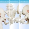 NEW HORIZON Female Pelvis Skeleton On Elastic with Movable Femur