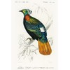 Himalayan Monal (Lophophorus Refulgens) - 1849 - Bird Illustration Poster