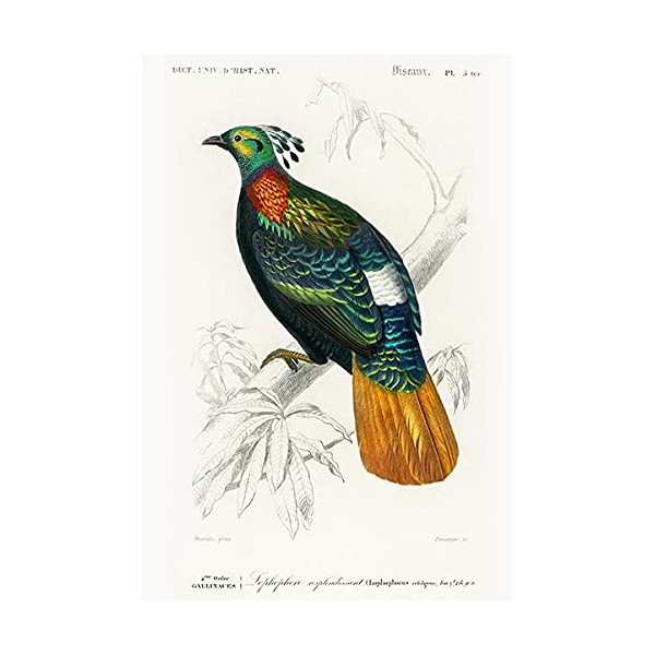 Himalayan Monal (Lophophorus Refulgens) - 1849 - Bird Illustration Poster
