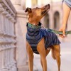 candyPet Greyhound Acrylic Wool Jumper: Style, Warmth and Comfort -