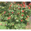 25 Camellia Seeds Camellia sinensis Chinese Green Tea Seeds Tea
