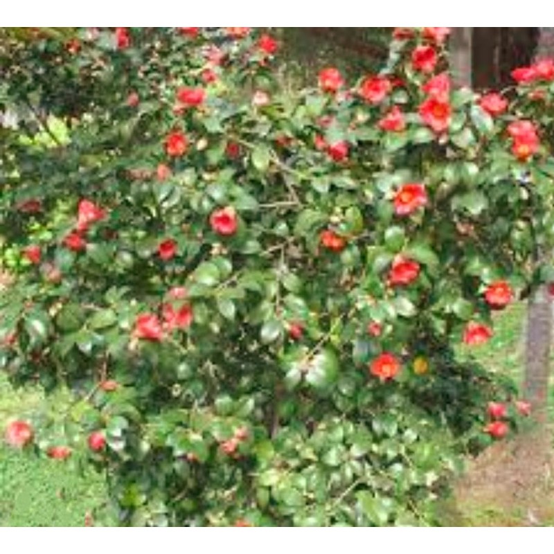 25 Camellia Seeds Camellia sinensis Chinese Green Tea Seeds Tea