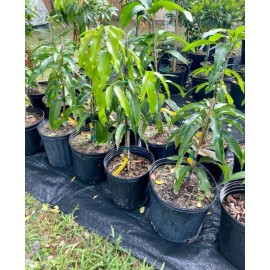 Tree Honey Moon MANGO TREE GRAFTED 2-4 Ft Tall. Ship To All States