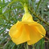 Palm Beach Medicinal Herbs - Yellow Oleander (Thevetia neriifolia) -