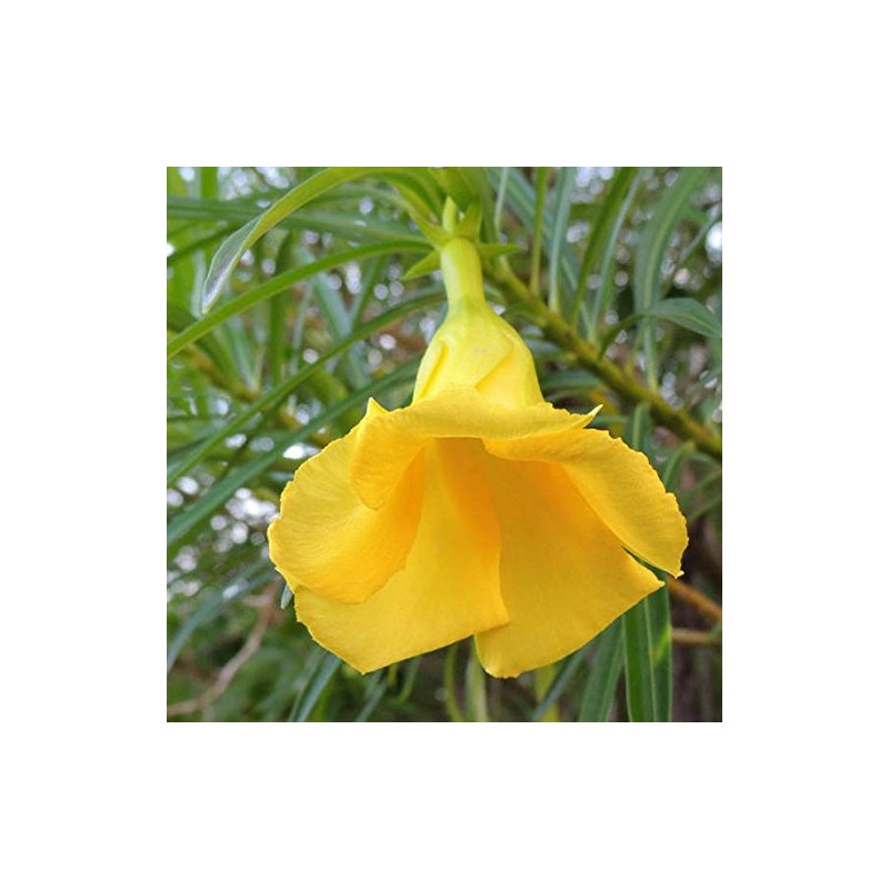 Palm Beach Medicinal Herbs - Yellow Oleander (Thevetia neriifolia) -