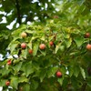 Domestic dried dried cudgel root tea Curd mulberry leaf tree