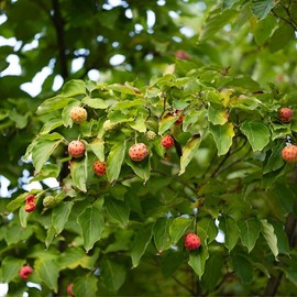 Domestic dried dried cudgel root tea Curd mulberry leaf tree benefits How to consume cudgel root 100 tea bags / 국산 말린 건조 꾸지뽕 차 꾸지뽕잎 나무 효능 구지뽕 먹는법 100티백