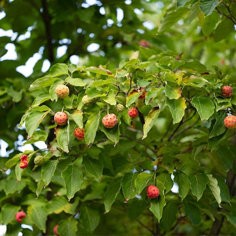 Domestic dried dried cudgel root tea Curd mulberry leaf tree