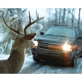 BELL Automotive 22-1-01000-8 Deer Warning Black, Helps Reduce Accidents, Alert Animals, Easy to Install